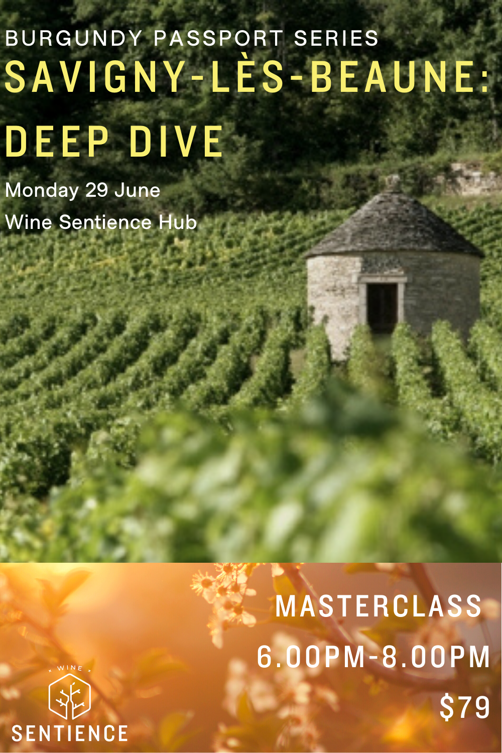 Burgundy Passport: Savigny-lès-Beaune Deep Dive