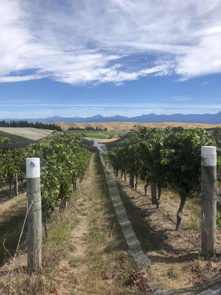The Rise of the Kiwi Cru
