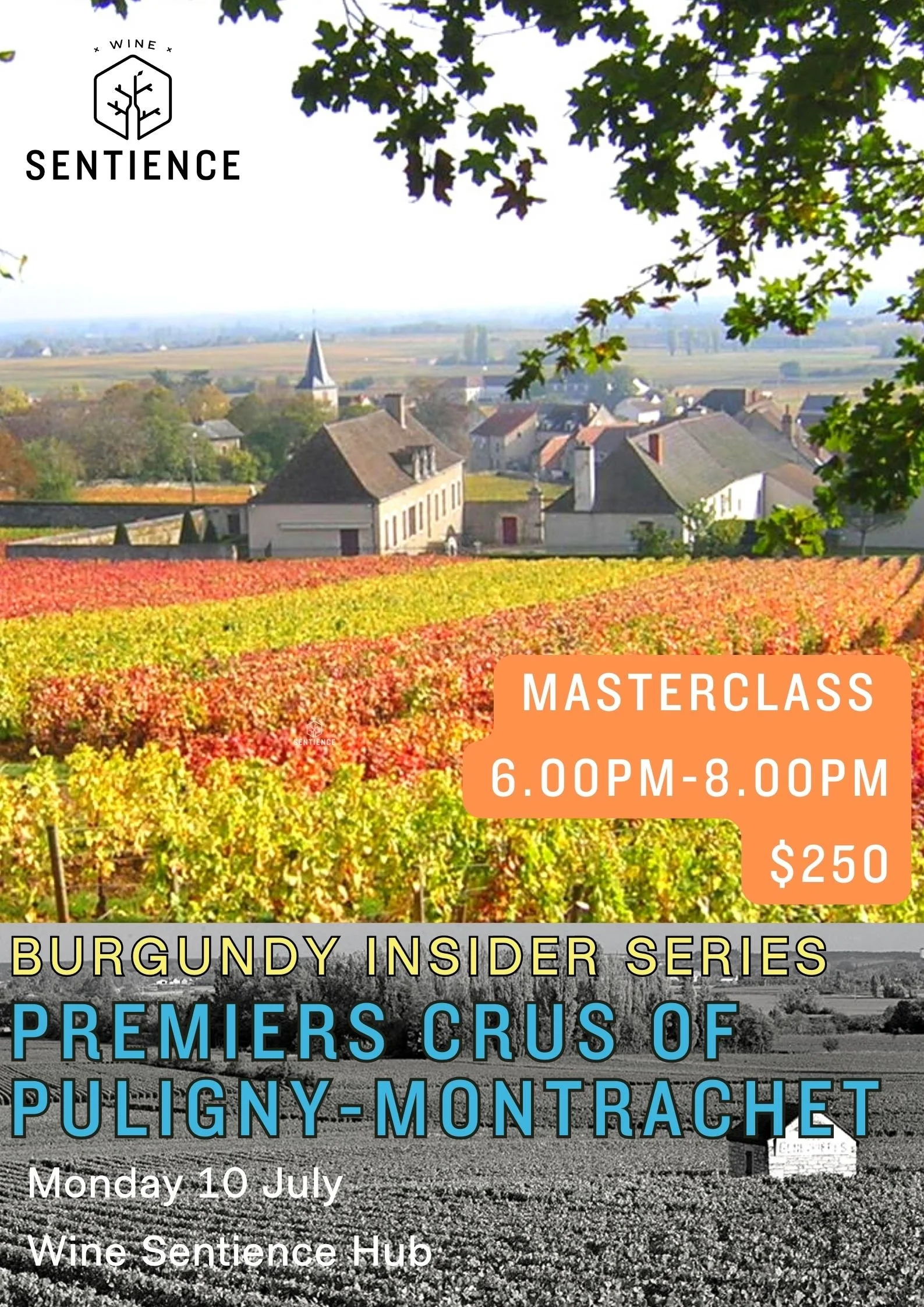 Burgundy Insider: Premiers Crus of Puligny-Montrachet
