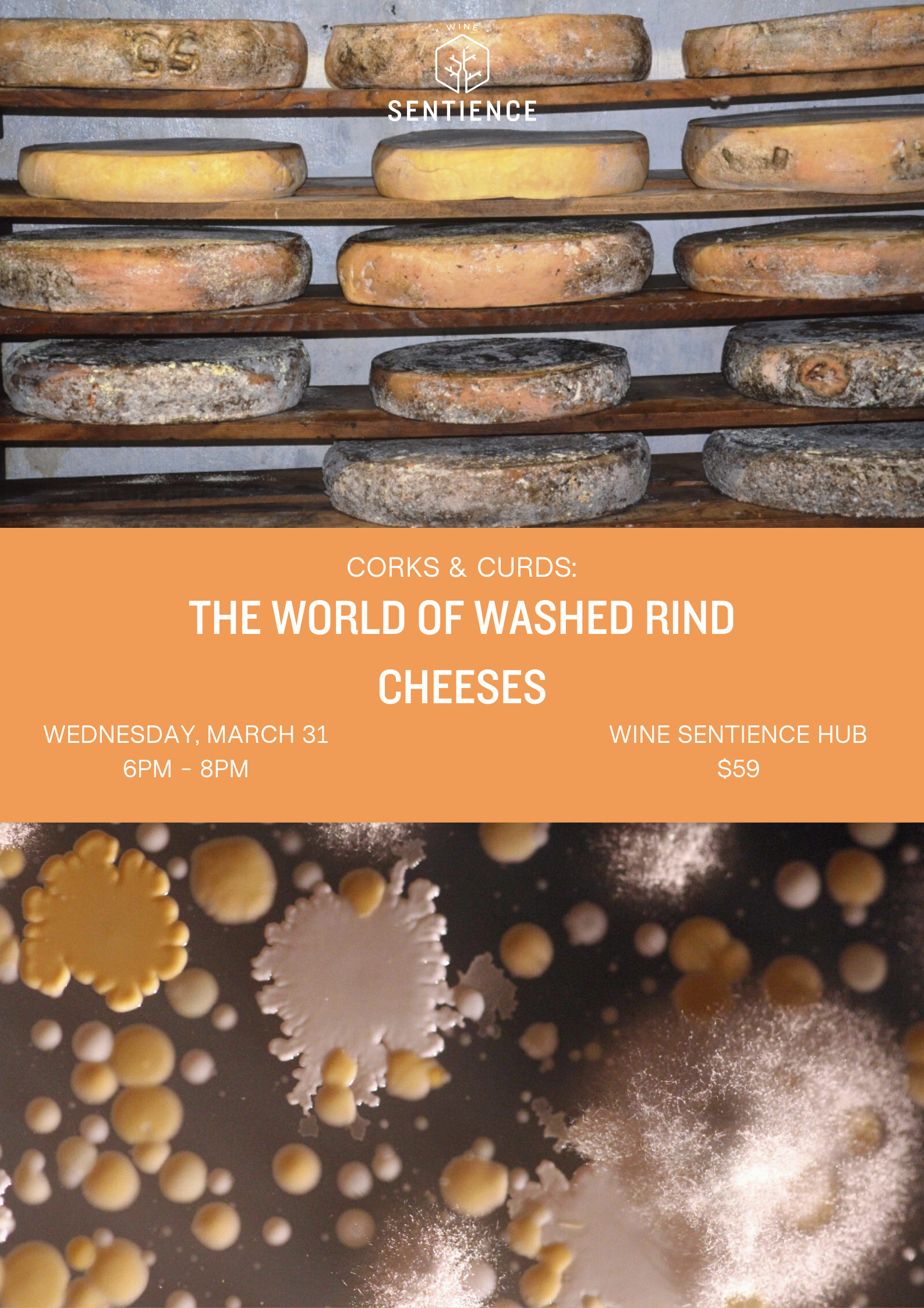 Corks and Curds: The World of Washed Rind Cheeses